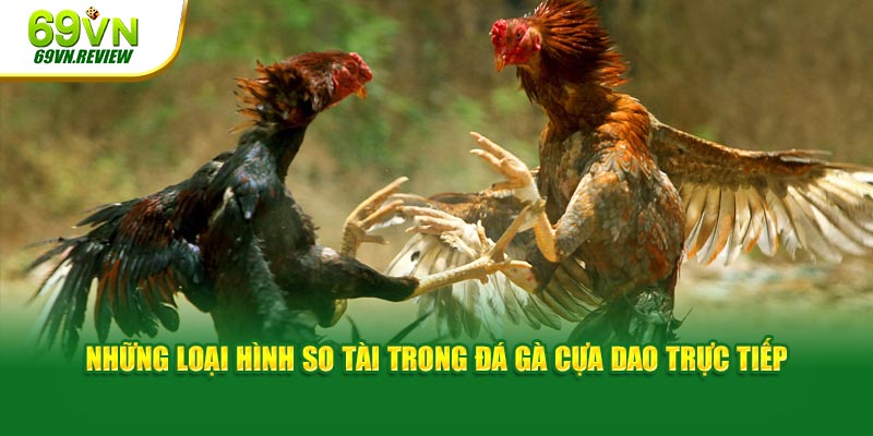 Những loại hình so tài trong đá gà cựa dao trực tiếp